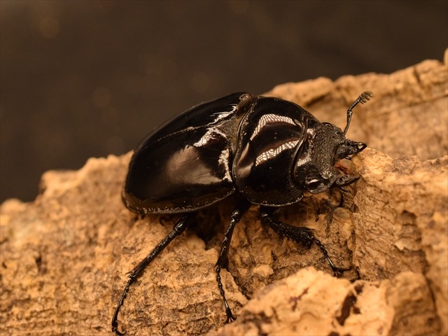 タランドゥス（タランドス）オオツヤクワガタ58mm成虫ペア | 外国産