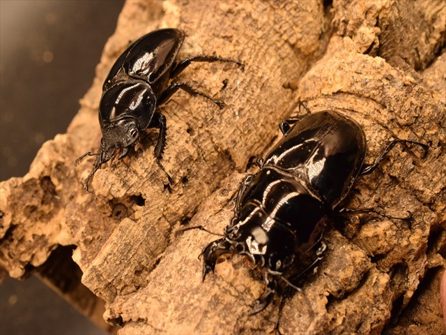 タランドゥス（タランドス）オオツヤクワガタ58mm成虫ペア