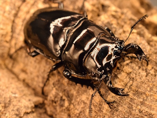 タランドゥス（タランドス）オオツヤクワガタ58mm成虫ペア | 外国産
