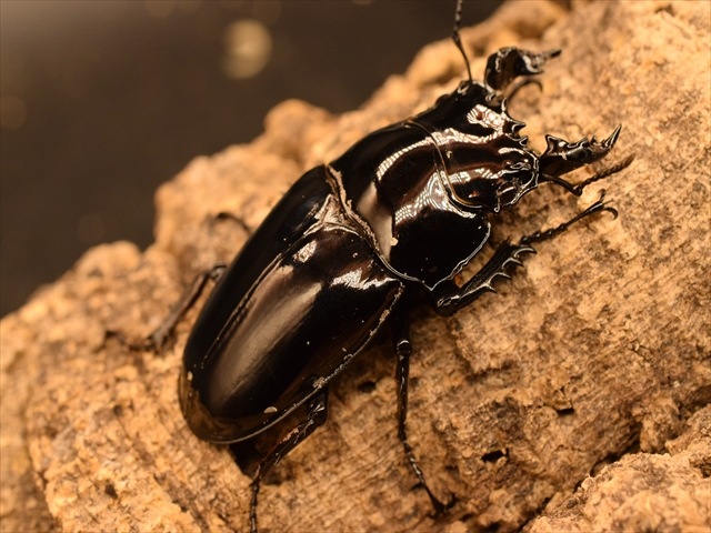 タランドゥスオス82mmメス50mmペア タランドゥスオス82mmメス50mmペア