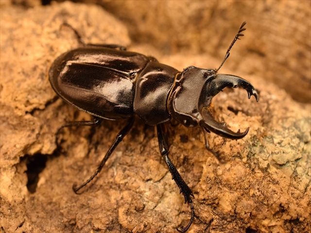 【希少】ミクラミヤマクワガタ34ｍｍペア