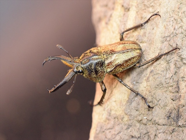 新成虫】リンデコフキクワガタペア | 外国産クワガタ 成虫 | 極