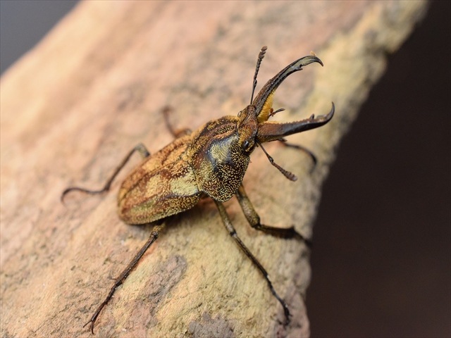 新成虫】リンデコフキクワガタペア | 外国産クワガタ 成虫 | 極