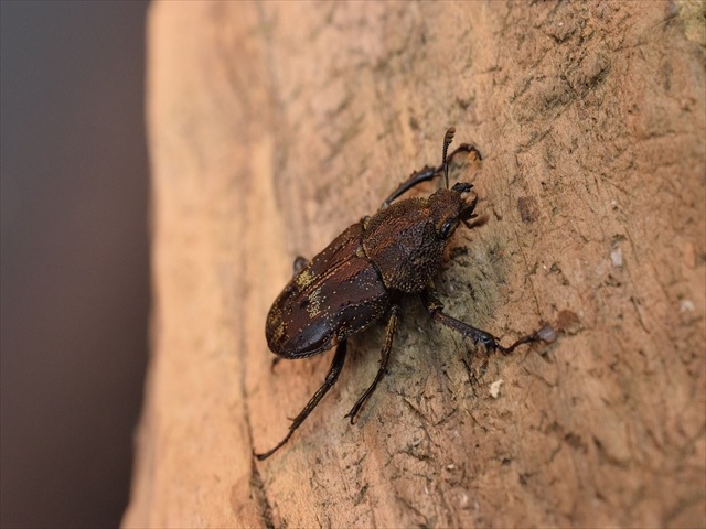 新成虫】リンデコフキクワガタペア | 外国産クワガタ 成虫 | 極