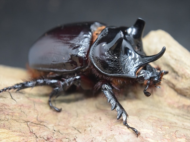 ケンタウルスミツノカブト【3令ペア】 | 外国産カブトムシ 幼虫 | 極