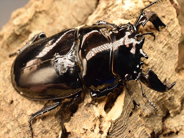 タランドゥス（タランドス）オオツヤクワガタ75mm成虫ペア | 外国産 