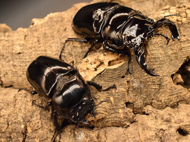 タランドゥス（タランドス）オオツヤクワガタ75mm成虫ペア | 外国産