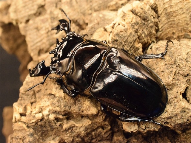 タランドゥス（タランドス）オオツヤクワガタ75mm成虫ペア | 外国産