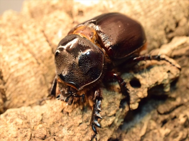 【即ブリ可】ケンタウルスミツノカブト54mmペア