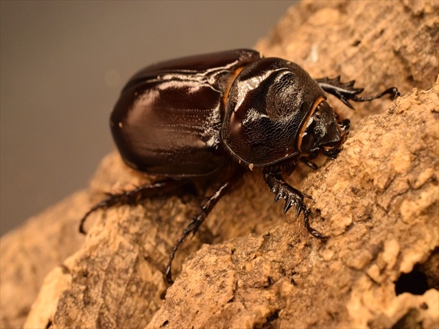 【即ブリ可】ケンタウルスミツノカブト54mmペア