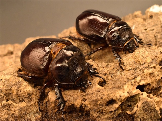 【即ブリ可】ケンタウルスミツノカブト54mmペア