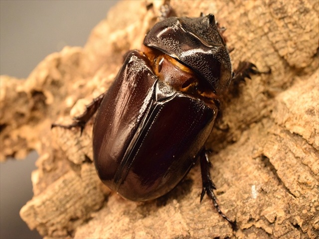 【即ブリ可】ケンタウルスミツノカブト54mmペア