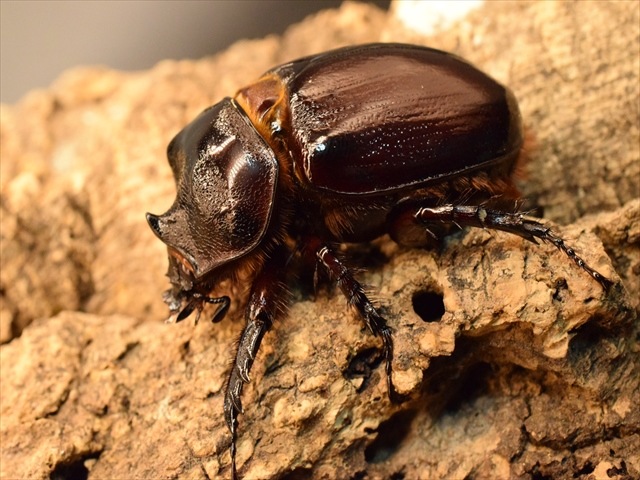 【即ブリ可】ケンタウルスミツノカブト54mmペア