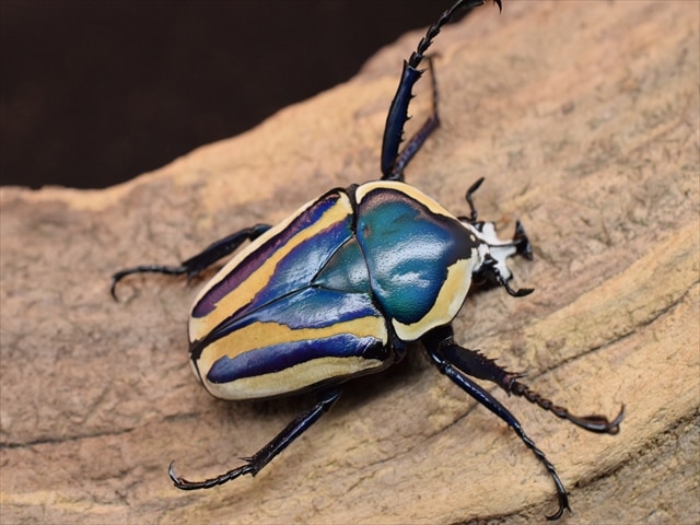 【新成虫】シロヘリミドリツノカナブンペア