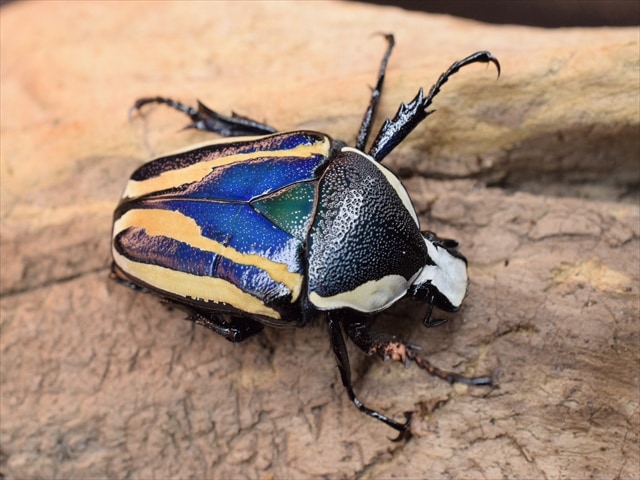 【新成虫】シロヘリミドリツノカナブンペア