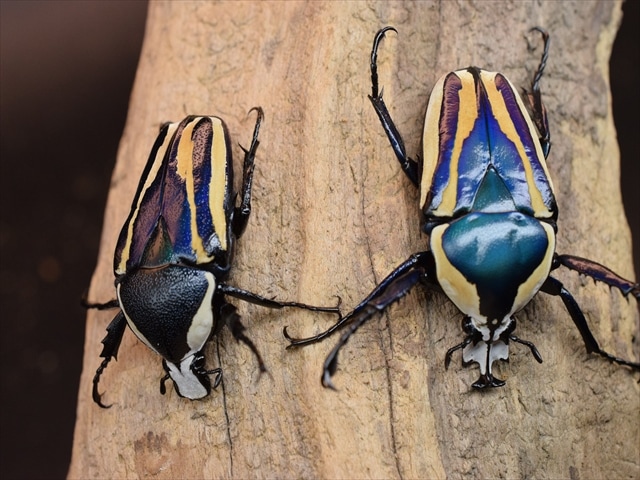 【新成虫】シロヘリミドリツノカナブンペア