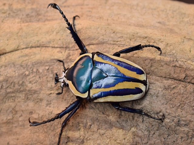 【新成虫】シロヘリミドリツノカナブンペア