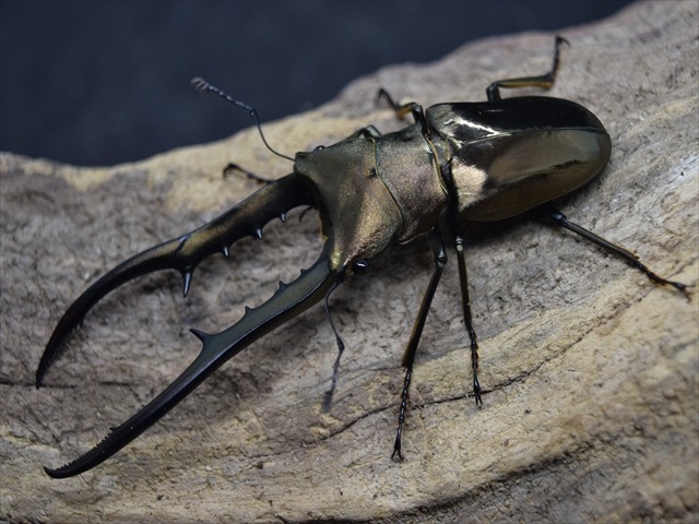 メタリフェルホソアカクワガタ80mmペア | 外国産クワガタ 成虫