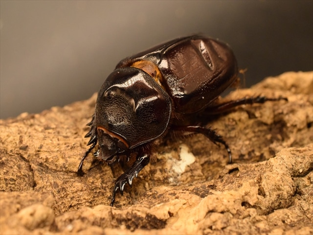 即ブリ可】ケンタウルスミツノカブト52mmペア | 外国産カブトムシ 成虫