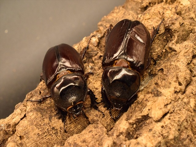 即ブリ可】ケンタウルスミツノカブト52mmペア | 外国産カブトムシ 成虫