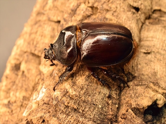 即ブリ可】ケンタウルスミツノカブト52mmペア | 外国産カブトムシ 成虫