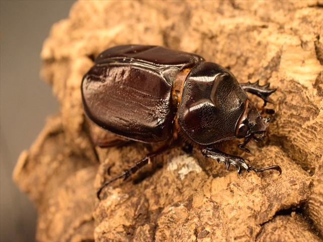 パラグアィ産ケンタウルスミツノサイカブト　63mm 63mm パラグアィ産ケンタウルスミツノサイカブト 63mm 63mm 新品