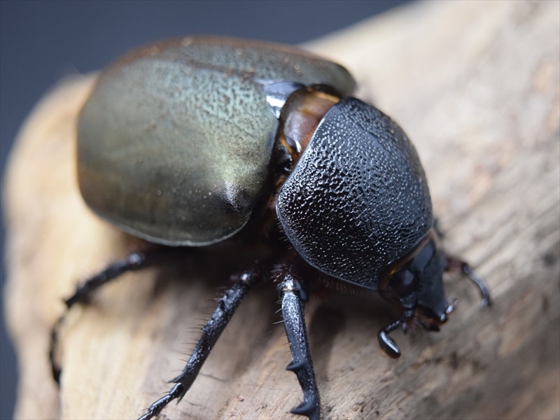 昆虫標本 大型ジャワコーカサス 114mm 野外品