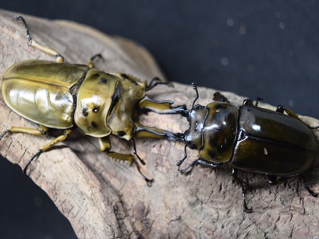 ババオウゴンオニクワガタ♂70mm♀45mm ババオウゴンオニクワガタ 飼育記録（1サイクル目②：幼虫飼育・ボトル