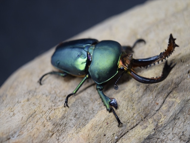 大型血統】パプアキンイロクワガタ47mmペア | 外国産クワガタ 成虫 | 極