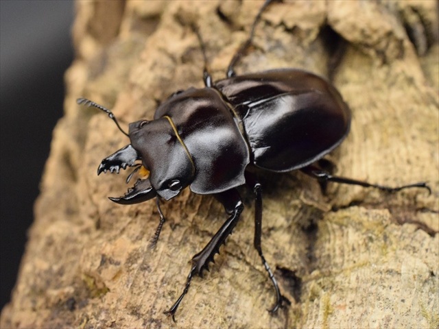 【♂単品】ヤエヤママルバネクワガタ