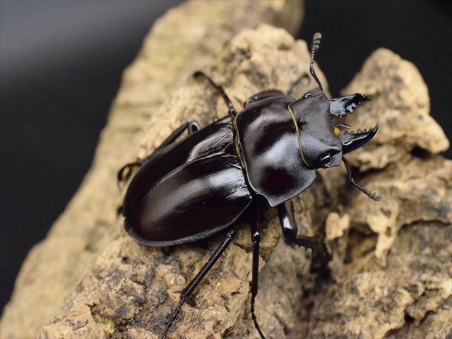 【♂単品】ヤエヤママルバネクワガタ