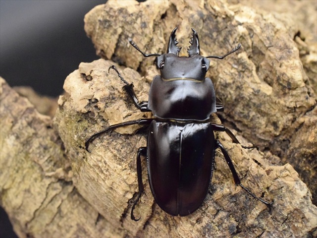 【♂単品】ヤエヤママルバネクワガタ