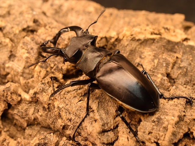 ♂単品】アクベシアヌスミヤマクワガタ78mm | 外国産クワガタ 成虫 | 極