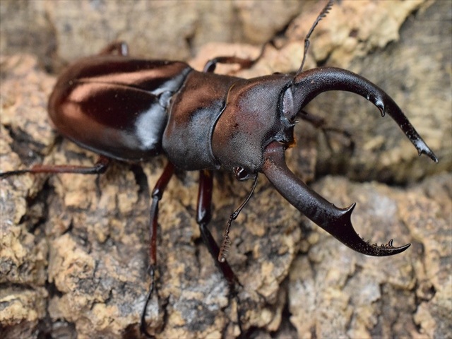 【即ブリ可】メルキオリティスフタマタクワガタ66mmペア