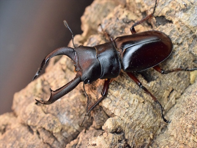 【即ブリ可】メルキオリティスフタマタクワガタ66mmペア