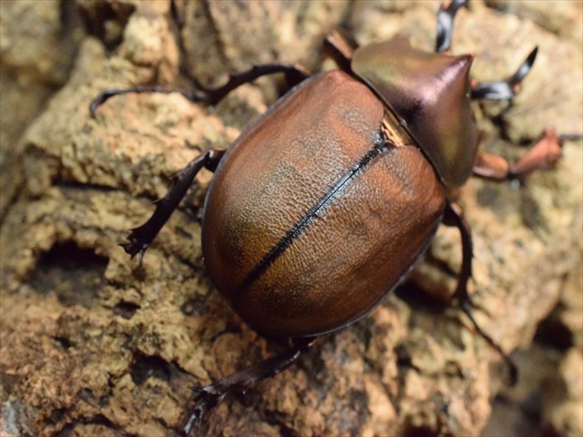 【即ブリ可】マルガリータヒナカブト♂45ｍｍ