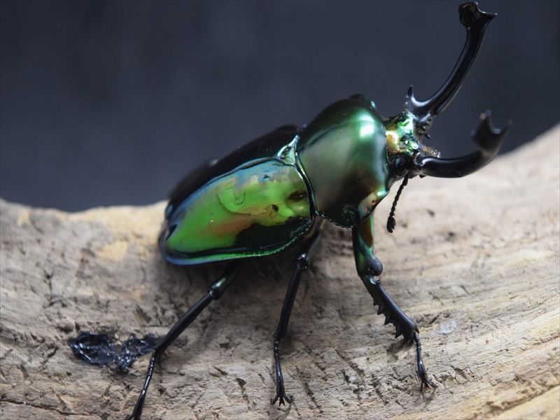 【♂単品】ニジイロクワガタ61mm【SG血統】