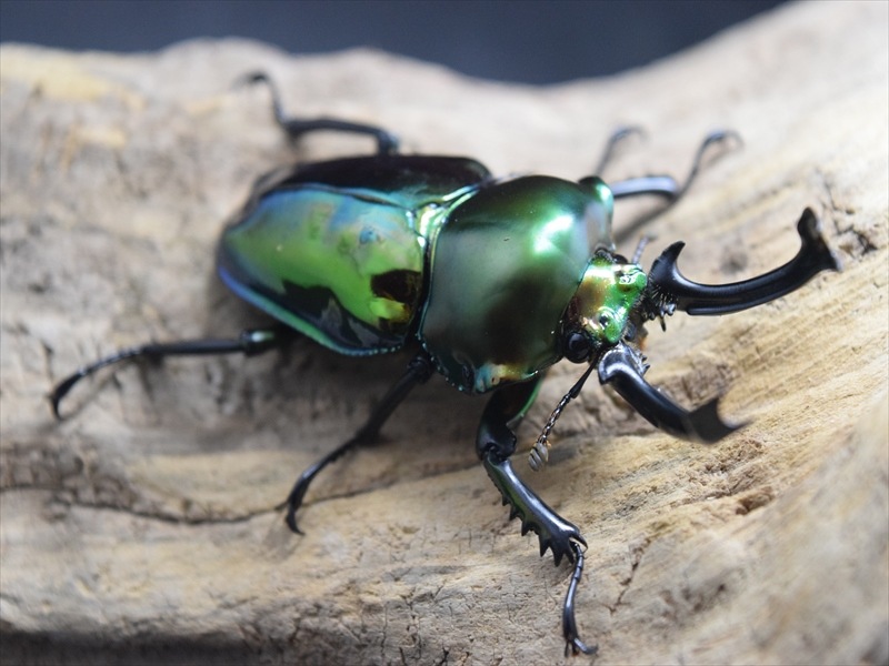 【♂単品】ニジイロクワガタ61mm【SG血統】