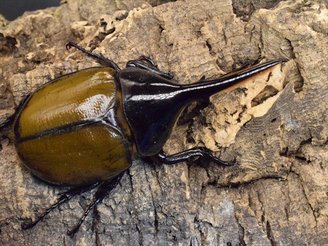 希少】ヘラクレスリッキー115mmペア【ウカヤリ産】 | 外国産