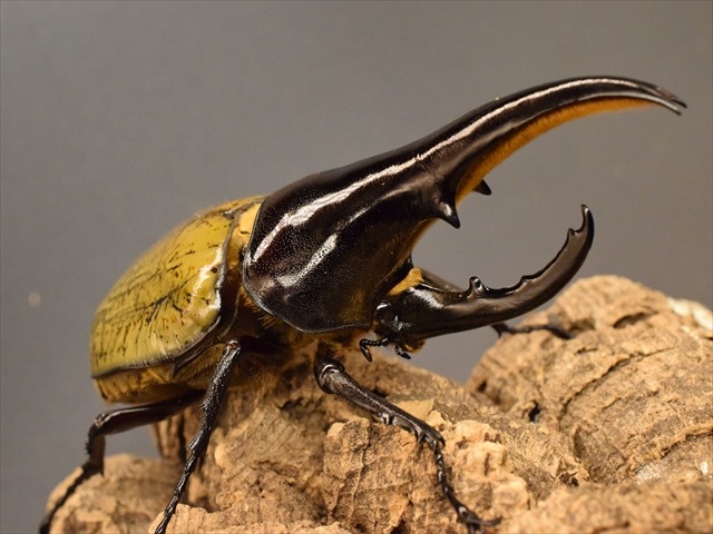 ヘラクレス オス159㎜ 73㎜ ① 極太 U71インペア くわかぶプラネット ⁄ ヘラクレスヘラクレス(オス単品)