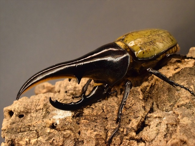 【極太血統】ＤＨヘラクレス【幼虫ペア】