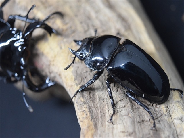 タランドゥス(タランドス)オオツヤクワガタ70mm成虫ペア | すべて タランドゥス(タランドス)オオツヤクワガタ70mm成虫ペア | すべて