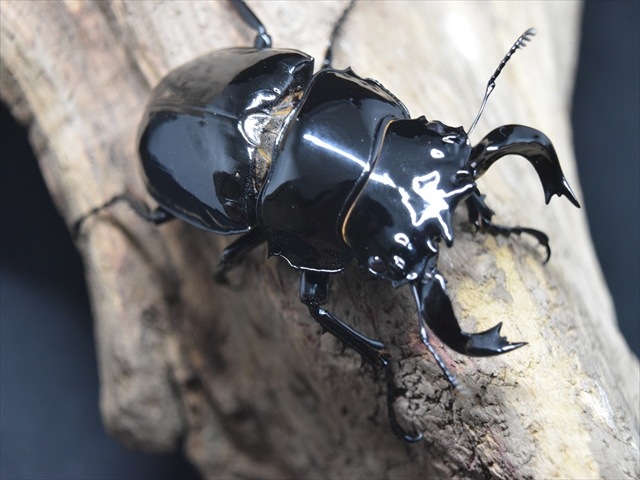 タランドゥス（タランドス）オオツヤクワガタ70mm成虫ペア | すべて
