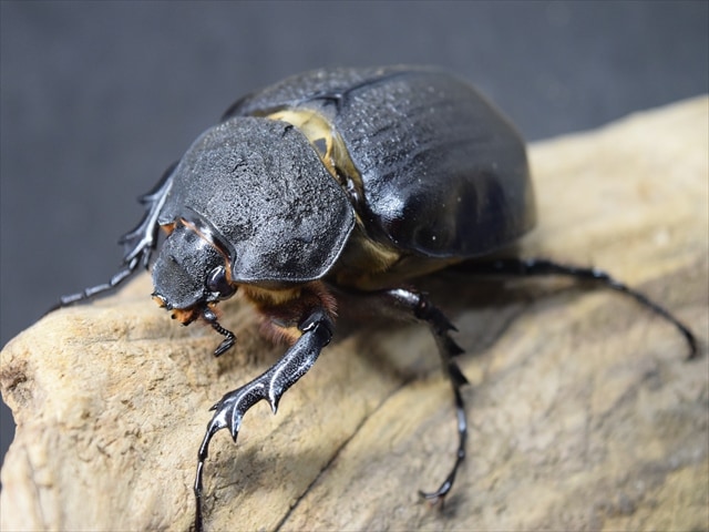 成虫ペア】アクティオンゾウカブト（アクタエオンゾウカブト