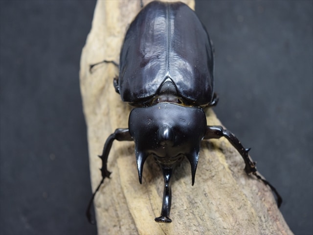 成虫ペア】アクティオンゾウカブト（アクタエオンゾウカブト