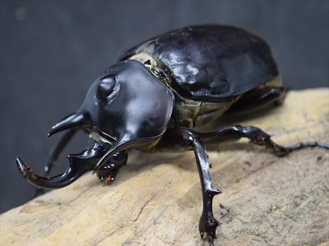 【アクティオンゾウカブトムシ】 アクティオン標本 　昆虫セット　オスメスペア 大型ペア】アクティオンゾウカブト（アクタエオンゾウカブト