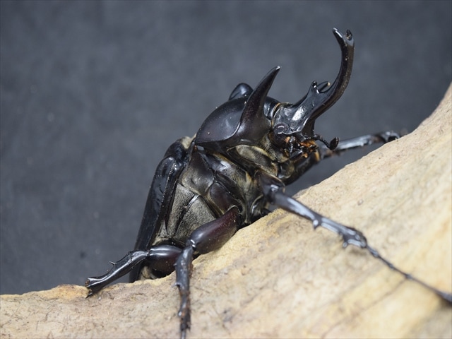 【アクティオンゾウカブトムシ】 アクティオン標本 　昆虫セット　オスメスペア 成虫ペア】アクティオンゾウカブト（アクタエオンゾウカブト