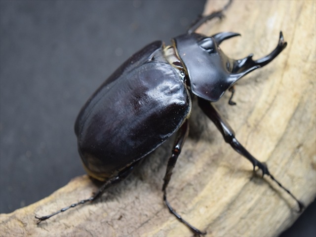 【昆虫標本】アクテオンゾウカブト　胸角の長い良型 fit=scale-down,w=1200
