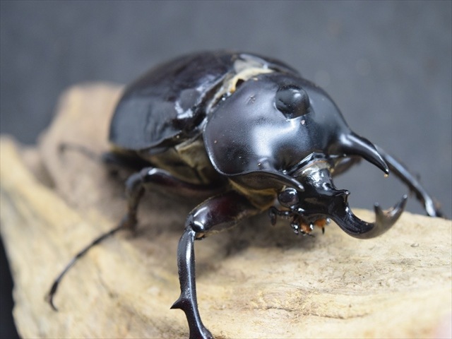 成虫ペア】アクティオンゾウカブト（アクタエオンゾウカブト