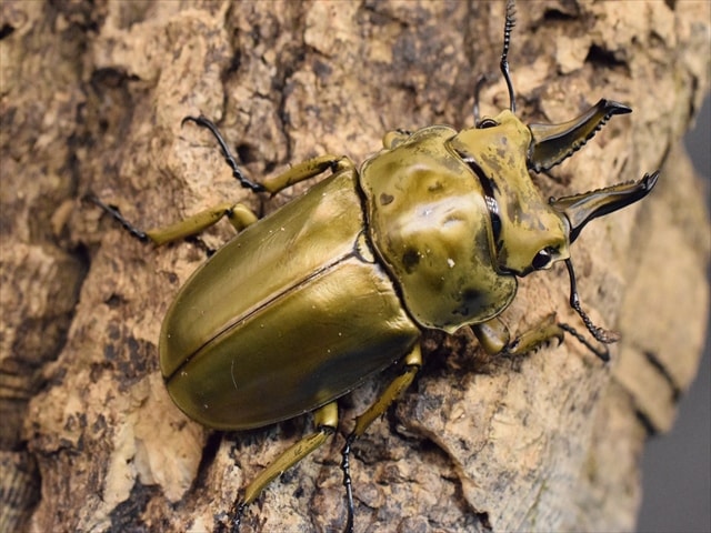 新成虫】ローゼンベルグオウゴンオニクワガタ61mmペア | 外国産